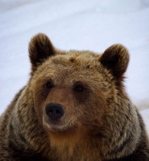 bear